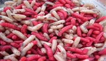 Vers de terre et asticots, appâts vivants pour la pêche