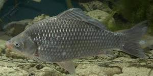 Petite carpe prussienne de couleur argentée, ressemblant au carassin