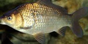 Carassin commun (Carpe à la Lune), poisson trapu de couleur dorée