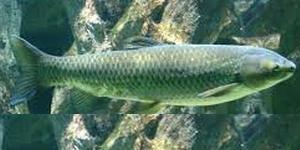 Carpe amour blanc, poisson allongé et puissant, connue pour être herbivore