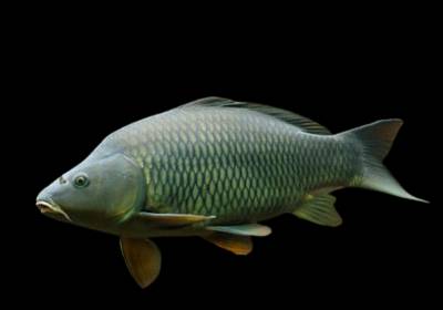 Carpe commune typique entièrement recouverte d'écailles régulières