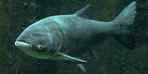 Carpe à grosse tête avec sa tête disproportionnée et ses yeux bas