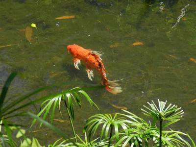 Profil d'une carpe Koï montrant sa forme et ses barbillons