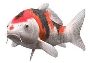 Exemples de variétés Gosanke: Kohaku, Sanke, Showa