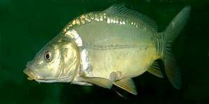 Carpe miroir typique avec de grandes écailles brillantes dispersées sur ses flancs