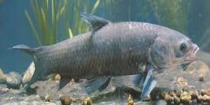 Carpe noire au corps allongé et sombre, spécialisée dans la consommation de mollusques