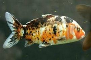 Carpe Koï de haute qualité présentée en concours (Koi Show)