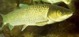 Pêcheur tenant une belle carpe amour blanc