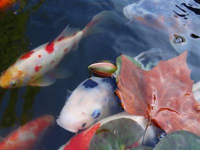 Bassin extérieur bien conçu pour carpes Koï avec filtration et aération