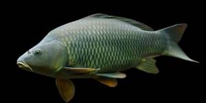 Profil typique d'une carpe commune avec ses écailles régulières et ses barbillons